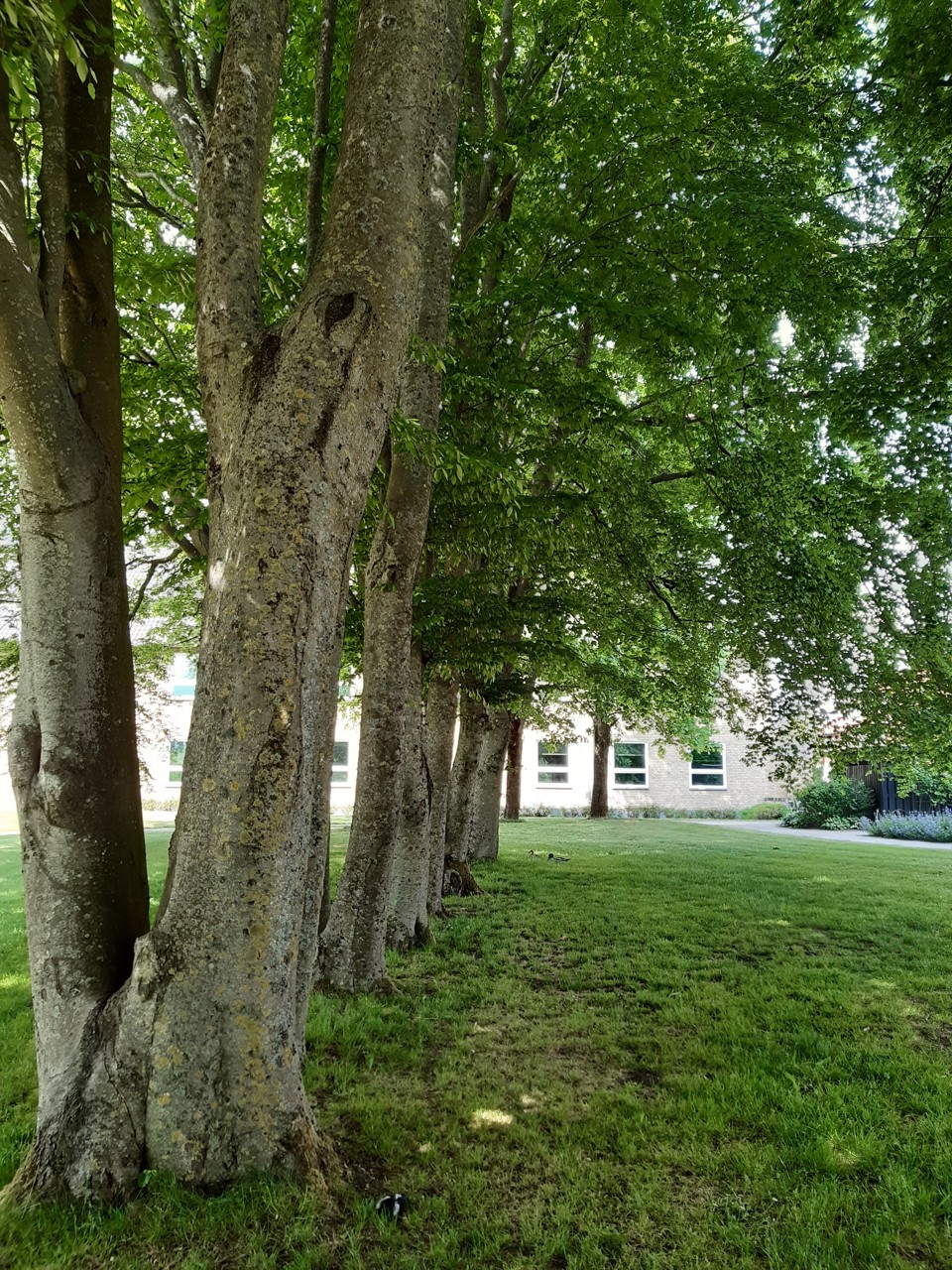 Grønne omgivelser omkring Grindsted Sygehus